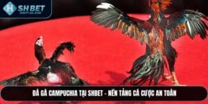 Đá Gà Campuchia