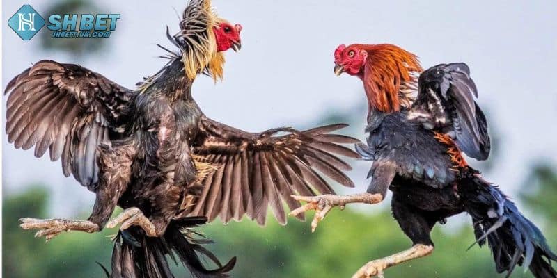 Giao diện cá cược tại SHBet thân thiện, dễ sử dụng