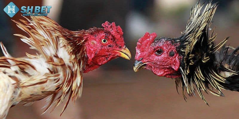 Chiến kê chuẩn bị bước vào trận đấu đỉnh cao