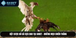 Đá Gà Cựa Dao
