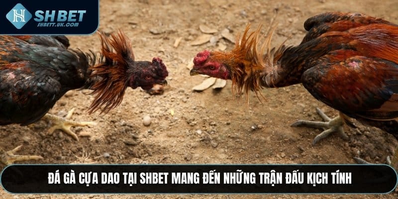 Đá gà cựa dao tại SHBET mang đến những trận đấu kịch tính