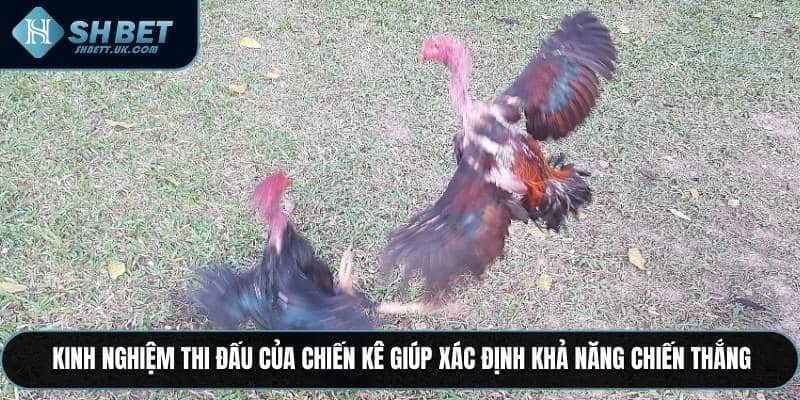 Kinh nghiệm thi đấu của chiến kê giúp xác định khả năng chiến thắng