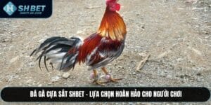 Đá Gà Cựa Sắt