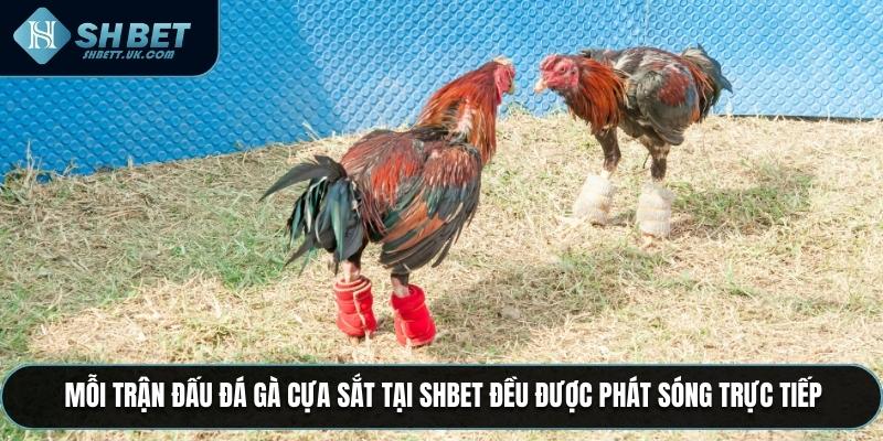Mỗi trận đấu đá gà cựa sắt tại SHBET đều được phát sóng trực tiếp