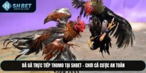Đá Gà Trực Tiếp Thomo