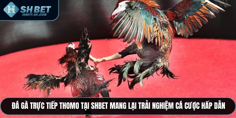 Đá Gà Trực Tiếp Thomo tại SHBET mang lại trải nghiệm cá cược hấp dẫn