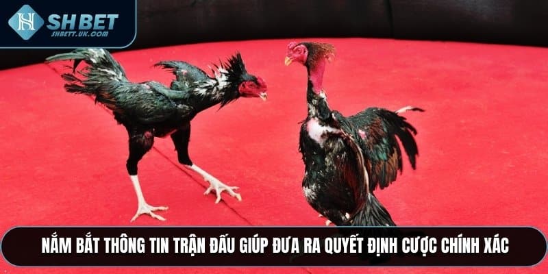 Nắm bắt thông tin trận đấu giúp đưa ra quyết định cược chính xác