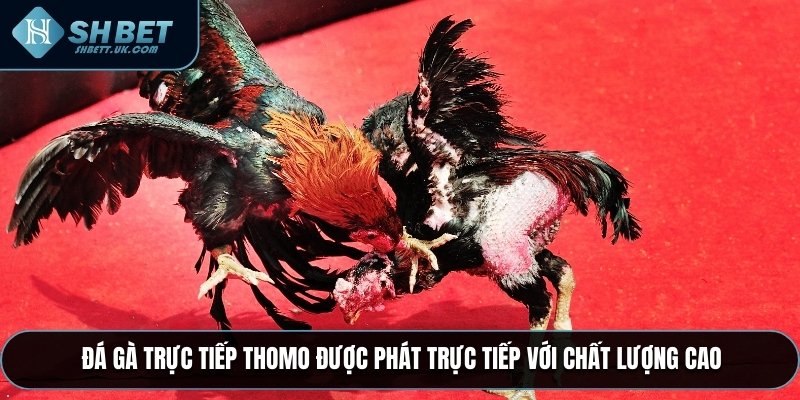 Đá Gà Trực Tiếp Thomo được phát trực tiếp với chất lượng cao