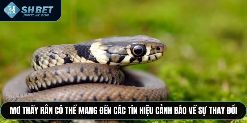 Mơ thấy rắn có thể mang đến các tín hiệu cảnh báo về sự thay đổi