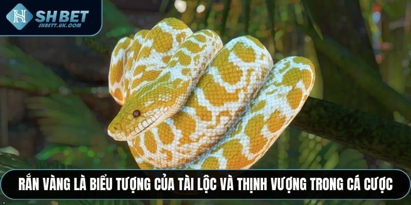 Rắn vàng là biểu tượng của tài lộc và thịnh vượng trong cá cược
