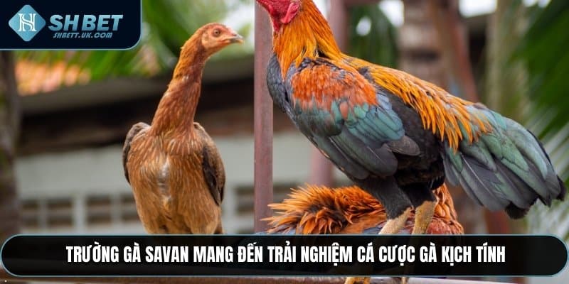 Người chơi cần phân tích kỹ trận đấu để chọn cược đúng