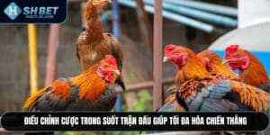 Trường Gà Savan