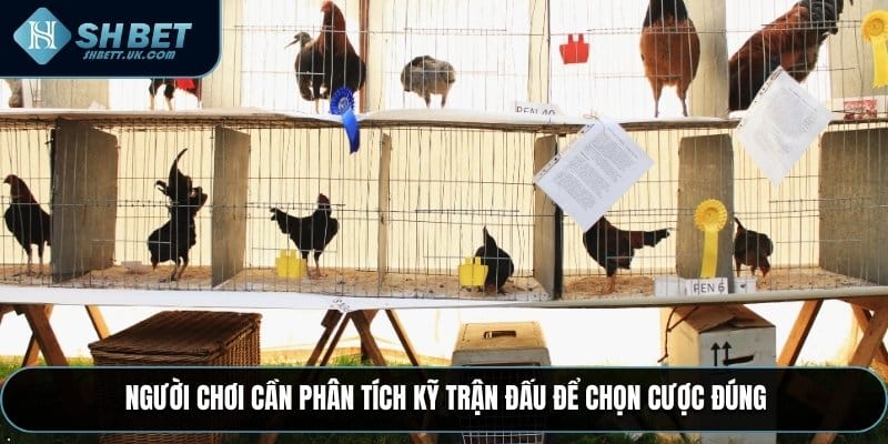 Trường Gà Savan mang đến trải nghiệm cá cược gà kịch tính